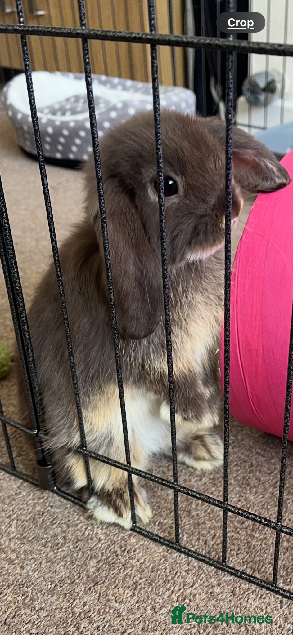 Mini Lop rabbits Mini Lop rabbit grey and white - Advert 2