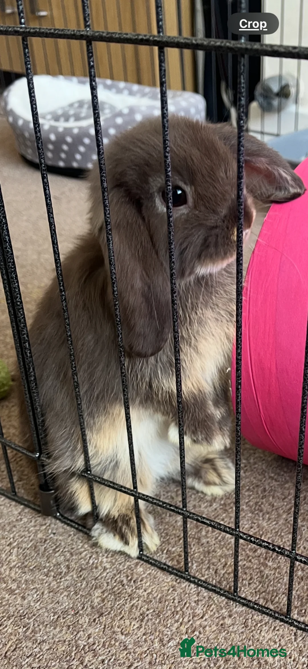 Mini Lop rabbits for sale: Mini Lop rabbit grey and white - Advert 2