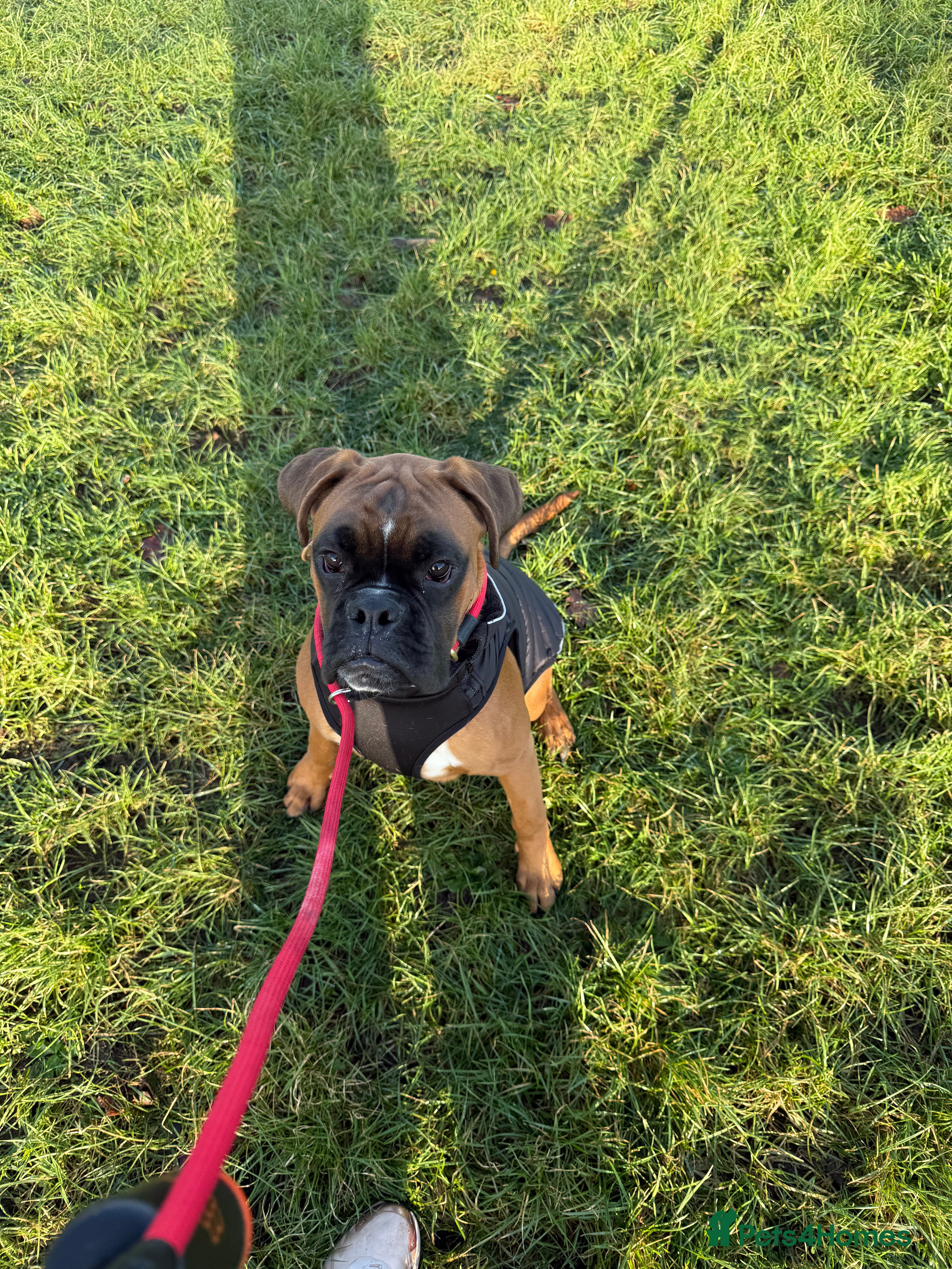 Boxer dogs Boxer boy for sad sale 9 months old - Advert 1