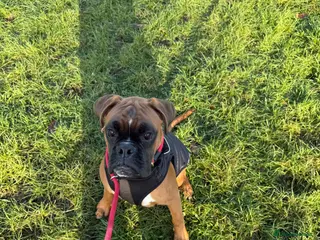 Boxer dogs Boxer boy for sad sale 9 months old - Advert 15