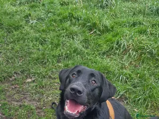 Labrador Retriever dogs Ozzy, 11 months old. For sale - Advert 1