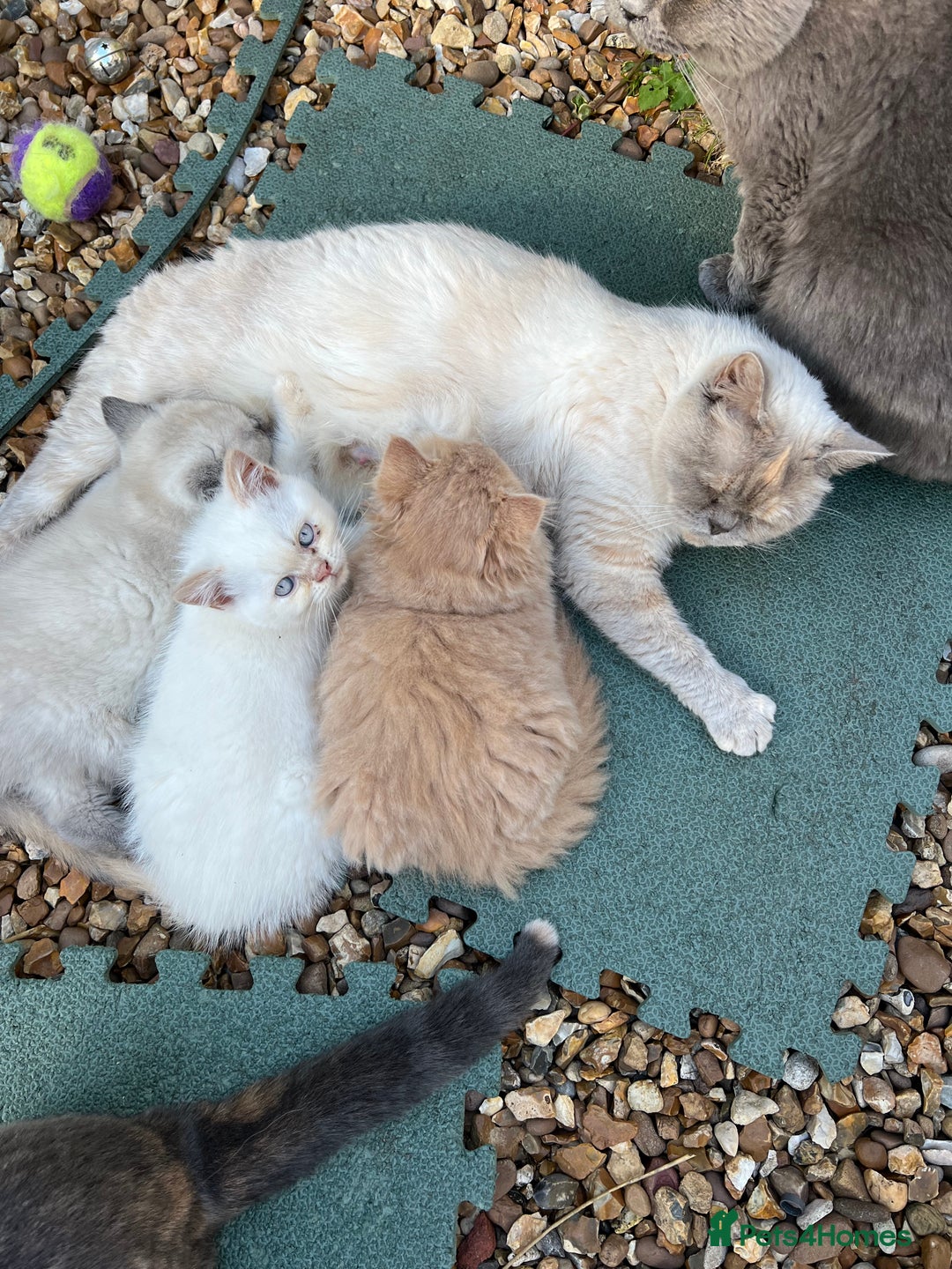 British Shorthair cats for sale: British Longhair & British Shorthair. - Advert 10