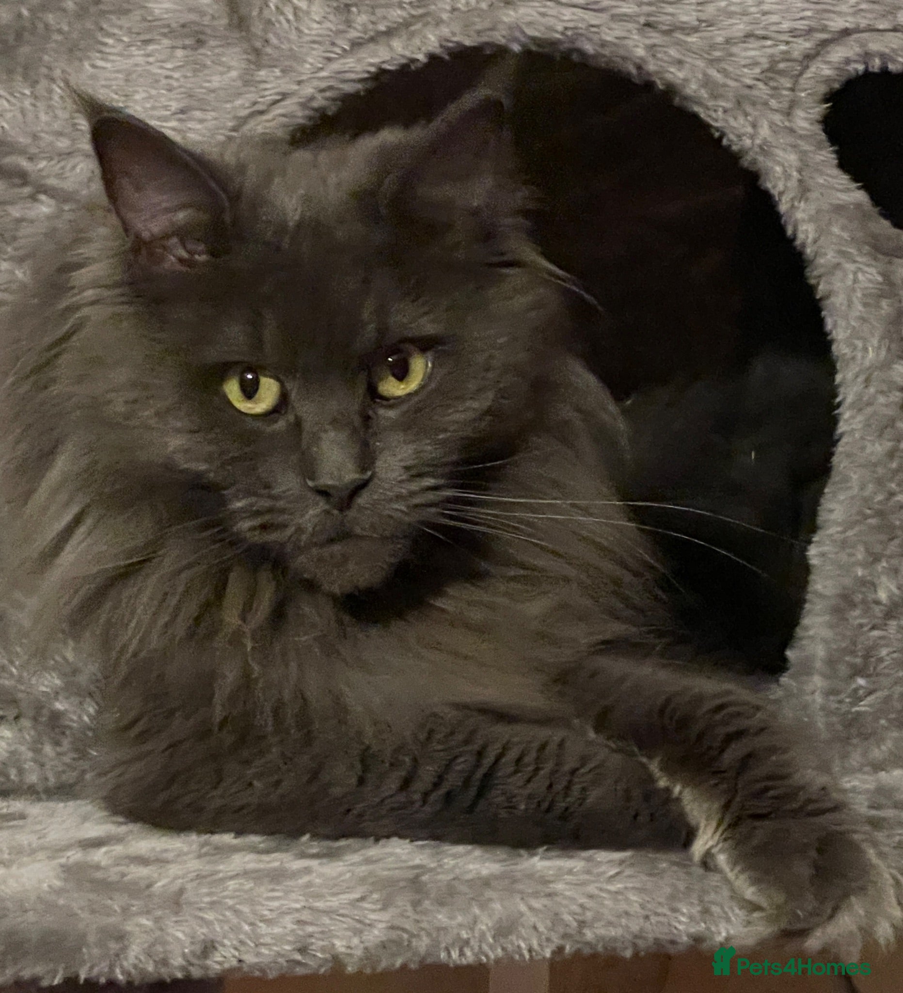Maine Coon cats GCCF Blue Maine Coon - Advert 2