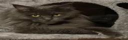 Maine Coon cats for sale: GCCF Blue Maine Coon in Wisbech - Advert 1