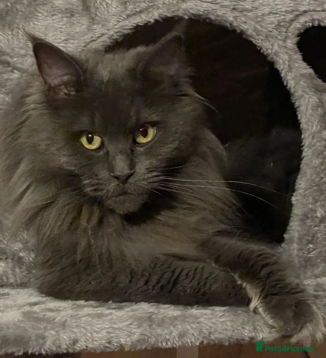 Maine Coon cats for sale: GCCF Blue Maine Coon in Wisbech - Advert 1