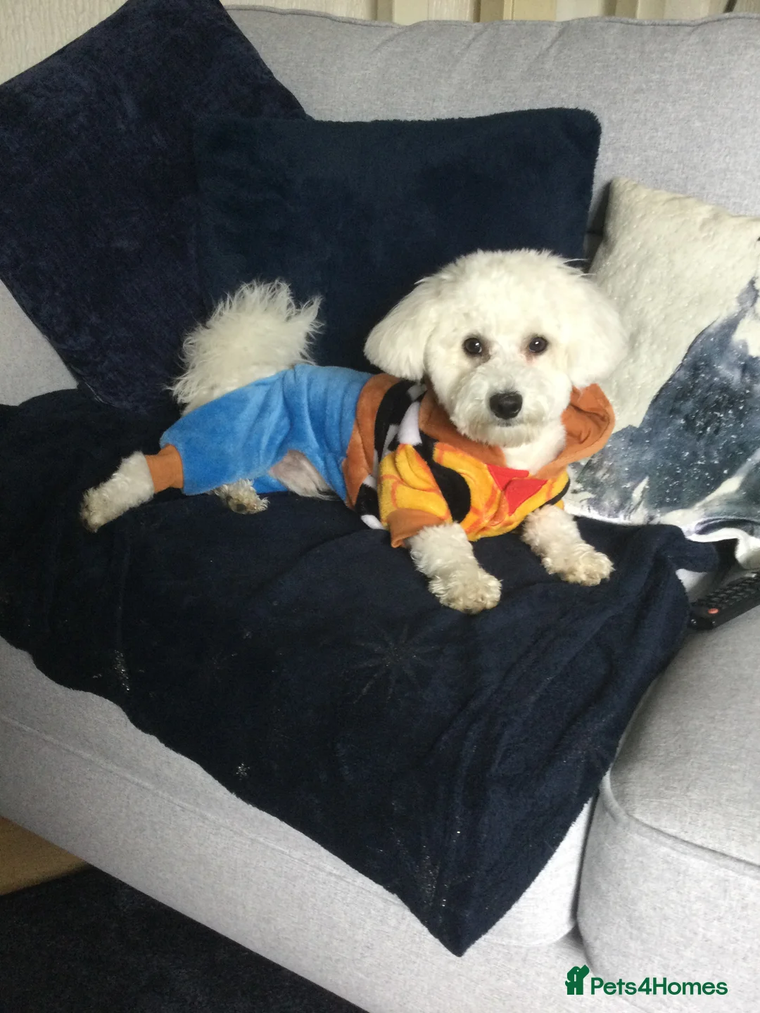 Bichon Frise dogs for stud: Bichon frise for stud  in Atherstone - Advert 11