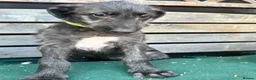 Deerhound dogs for sale: KC Reg Deerhound Puppies  - Advert 9