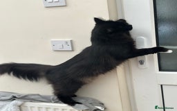 Maine Coon cats for sale: Very Cute adorable kitten urgently for sell - Image 15