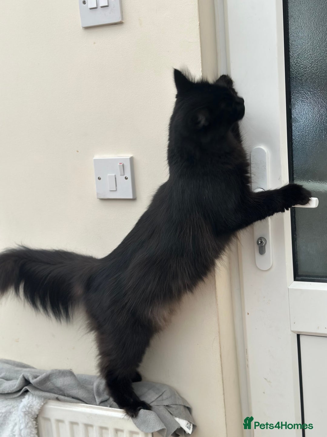 Maine Coon cats for sale: Very Cute adorable kitten urgently for sell - Image 15