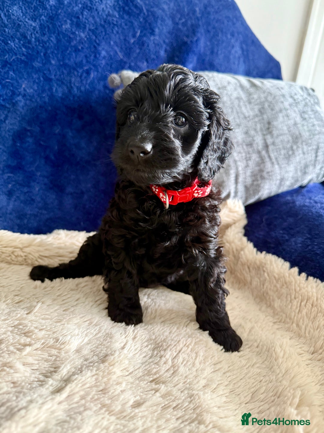 Cavapoo dogs for sale: Adorable F1b toy Cavapoo puppies ready to reserve - Image 11