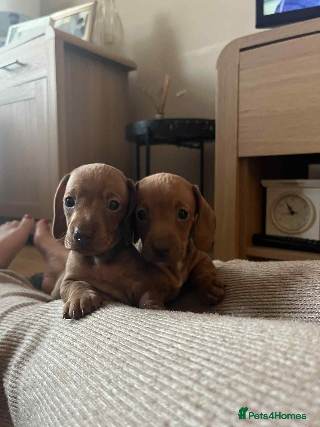Miniature Dachshund dogs for sale: Miniature smooth haired dachshund puppies  - Image 2