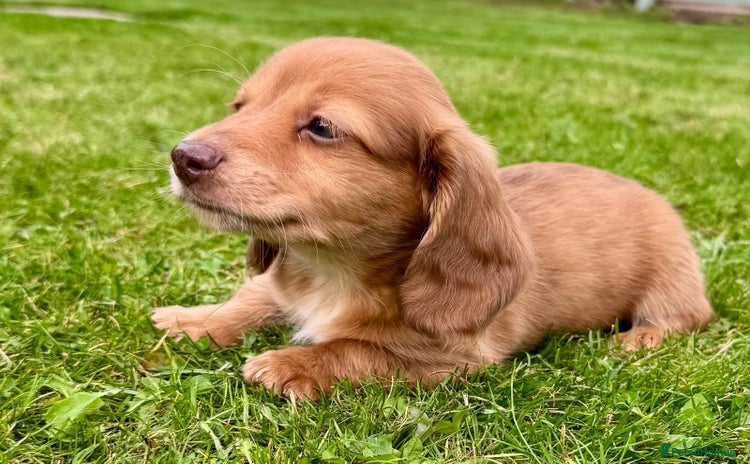 Miniature Dachshund dogs for sale - Advert 1