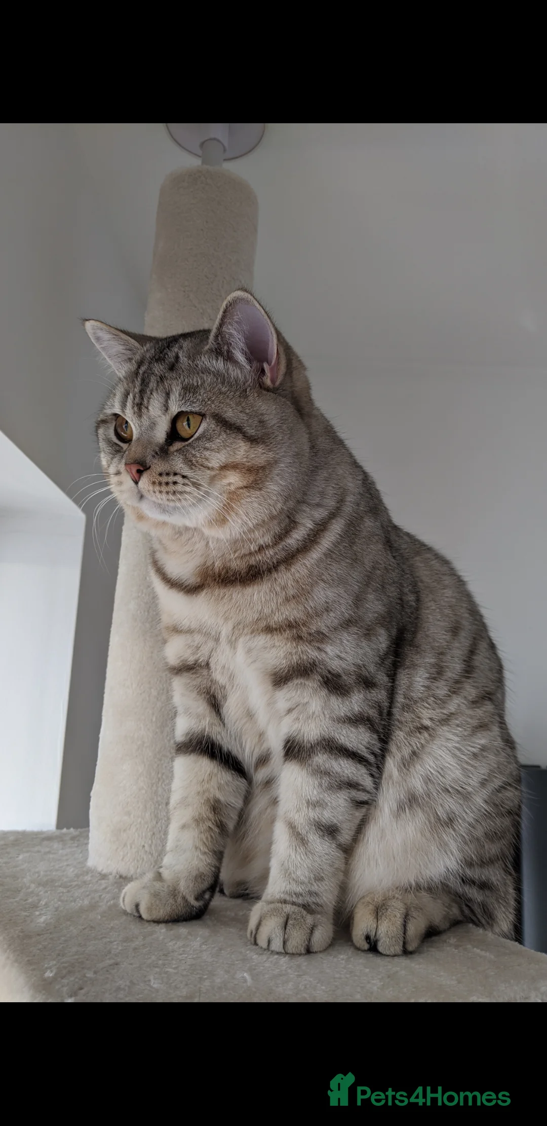 Scottish Fold cats for stud: Stud BSH in Derby - Advert 4