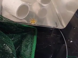 Axolotl reptiles 3 juvenile axolotls - Advert 5