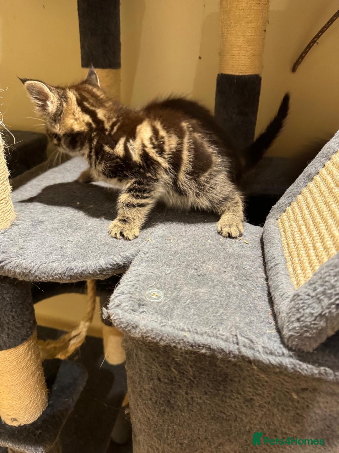 Maine Coon cats for sale: 🐾 Ragdoll × Maine Coon Kittens 🐾 - Image 8