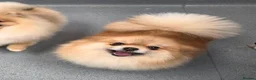 Pomeranian dogs for sale: Fluffy Pure bred small pomeranians in Ware - Advert 3