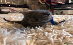 British Shorthair cats for sale: Pedigree British shorthair kittens - Image 19