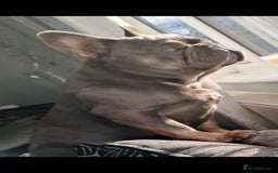 French Bulldog dogs for sale: Loving Frenchie looking for her forever home - Image 4