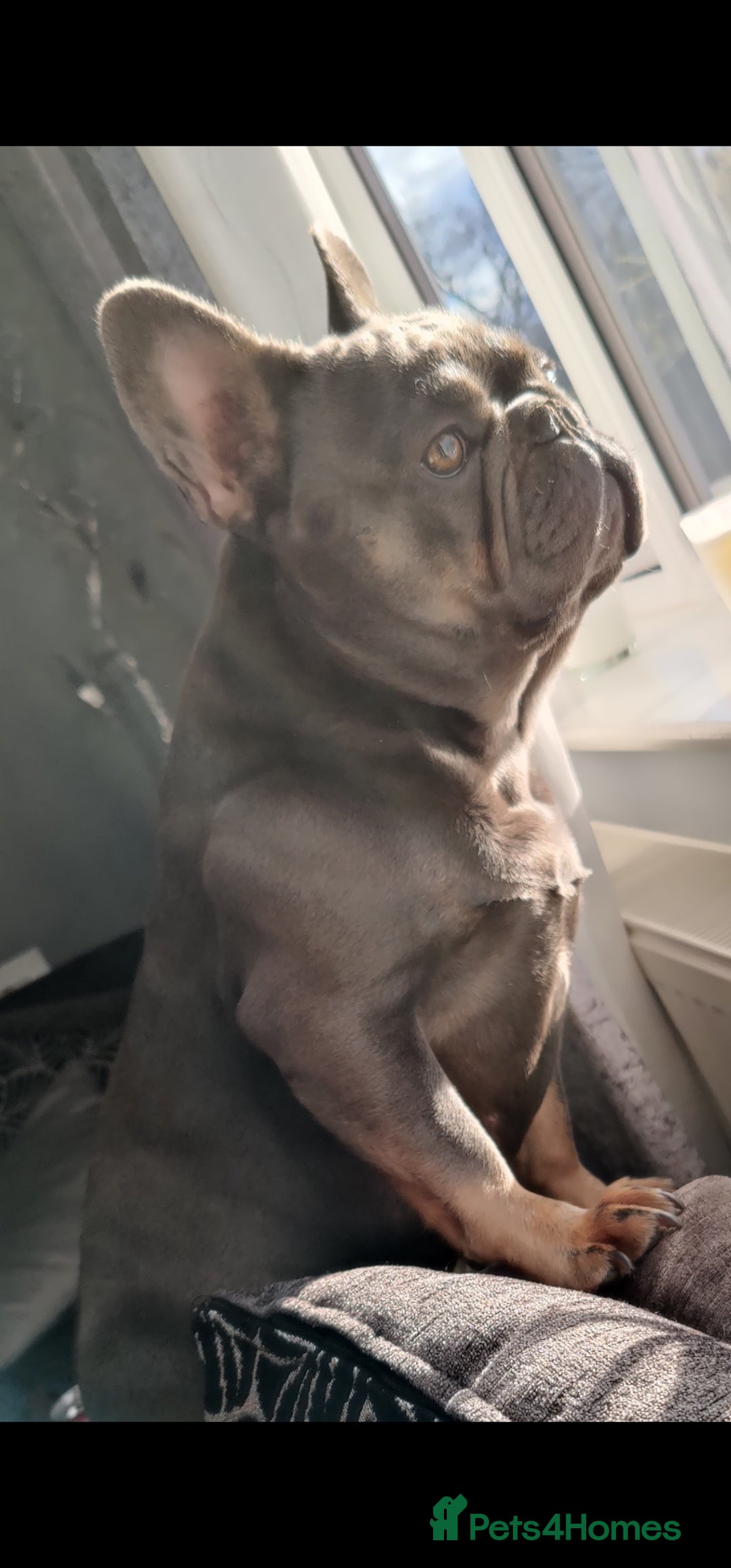French Bulldog dogs for sale: Loving Frenchie looking for her forever home - Image 4