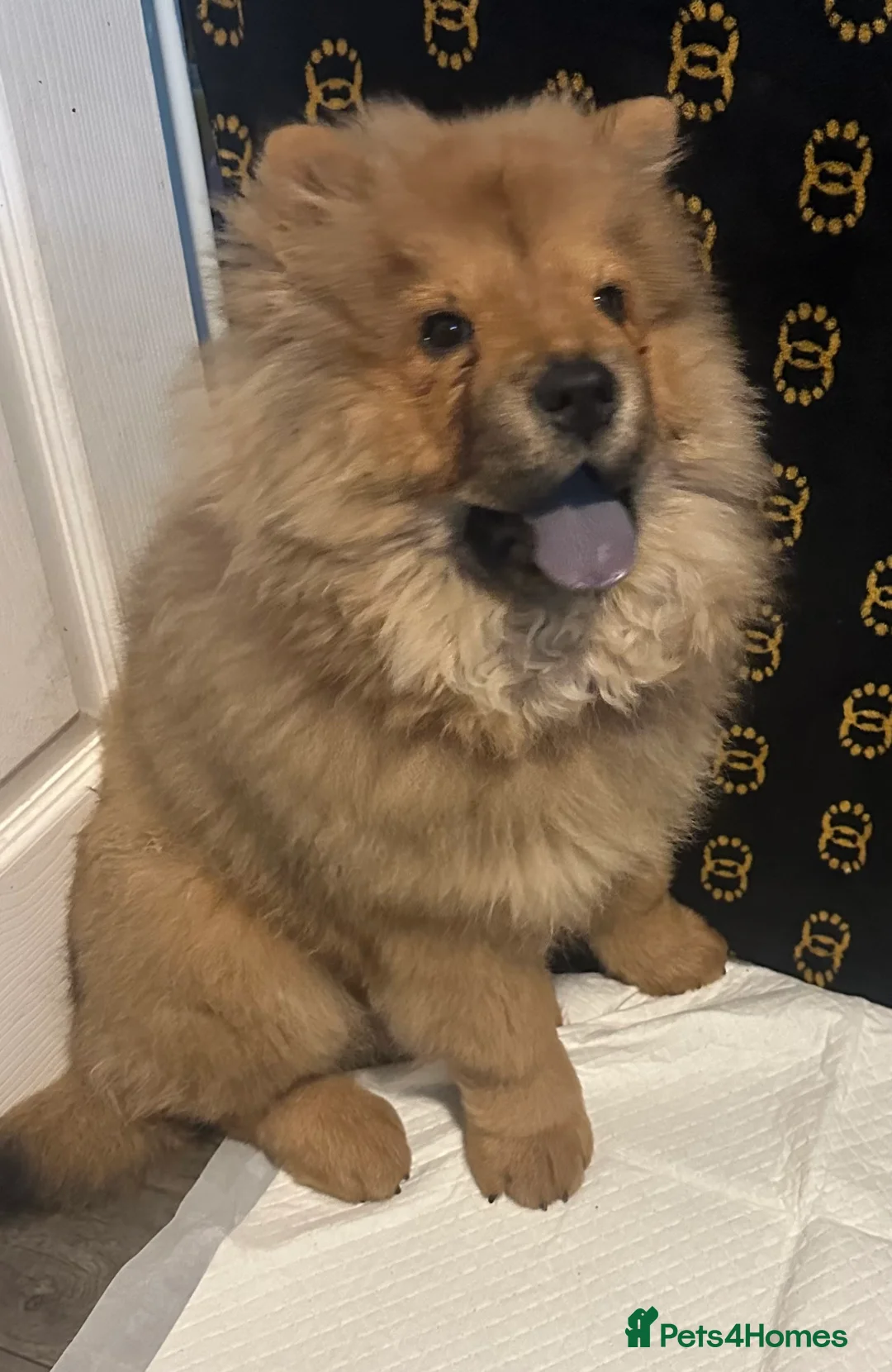 Chow Chow dogs for sale: Ginger chow for sale  - Advert 2