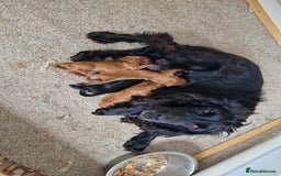 Cocker Spaniel dogs for sale: red KC registered cockerspaniels - Image 1