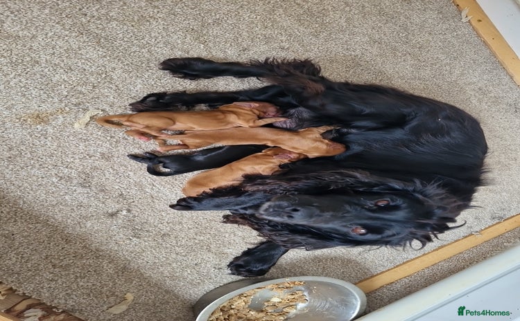 Cocker Spaniel dogs - Advert 5