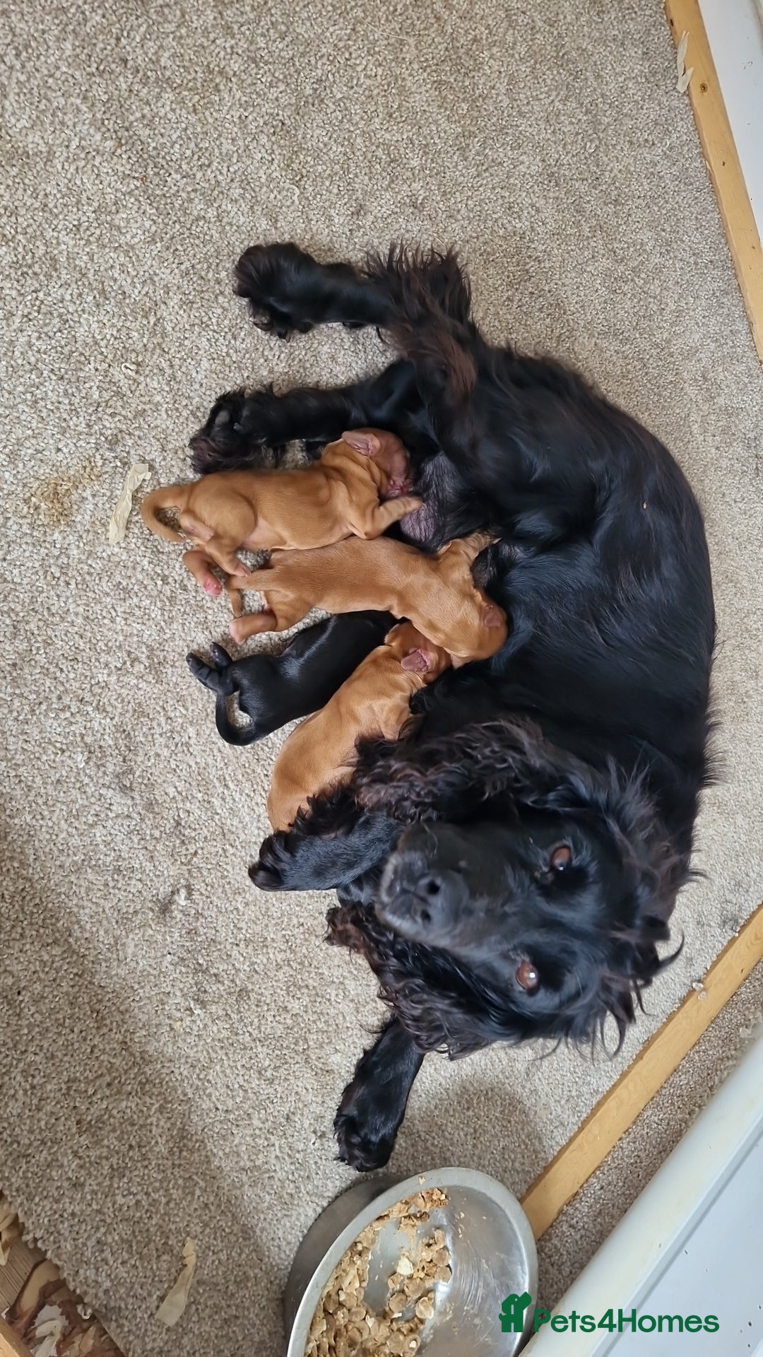 Cocker Spaniel dogs for sale: red KC registered cockerspaniels - Image 1
