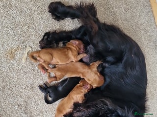 Cocker Spaniel dogs - Advert 11