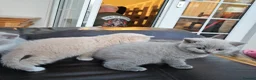 British Shorthair cats for sale: GCCF lilac boy ready to leave - Advert 3