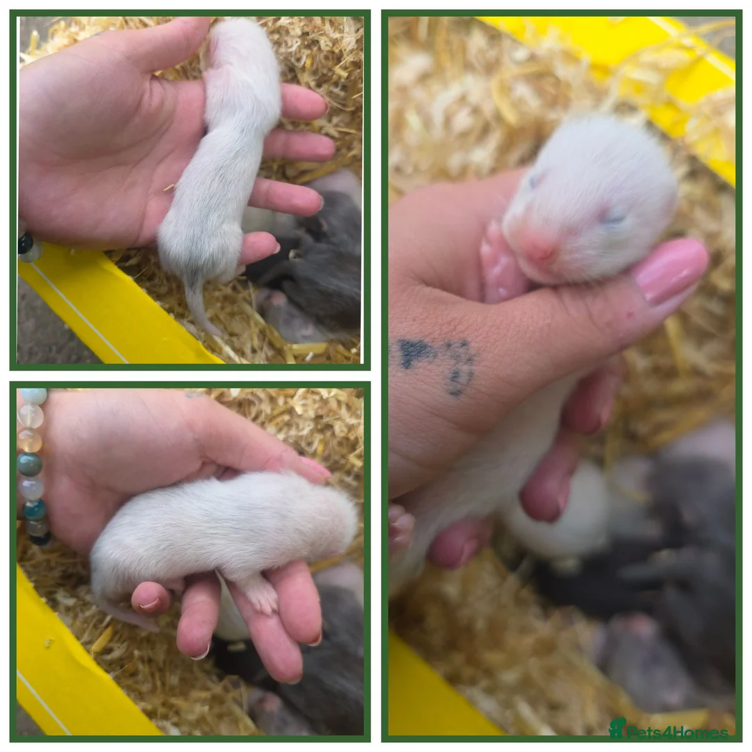 Ferret rodents for sale: Beautiful ferret kits - Advert 4
