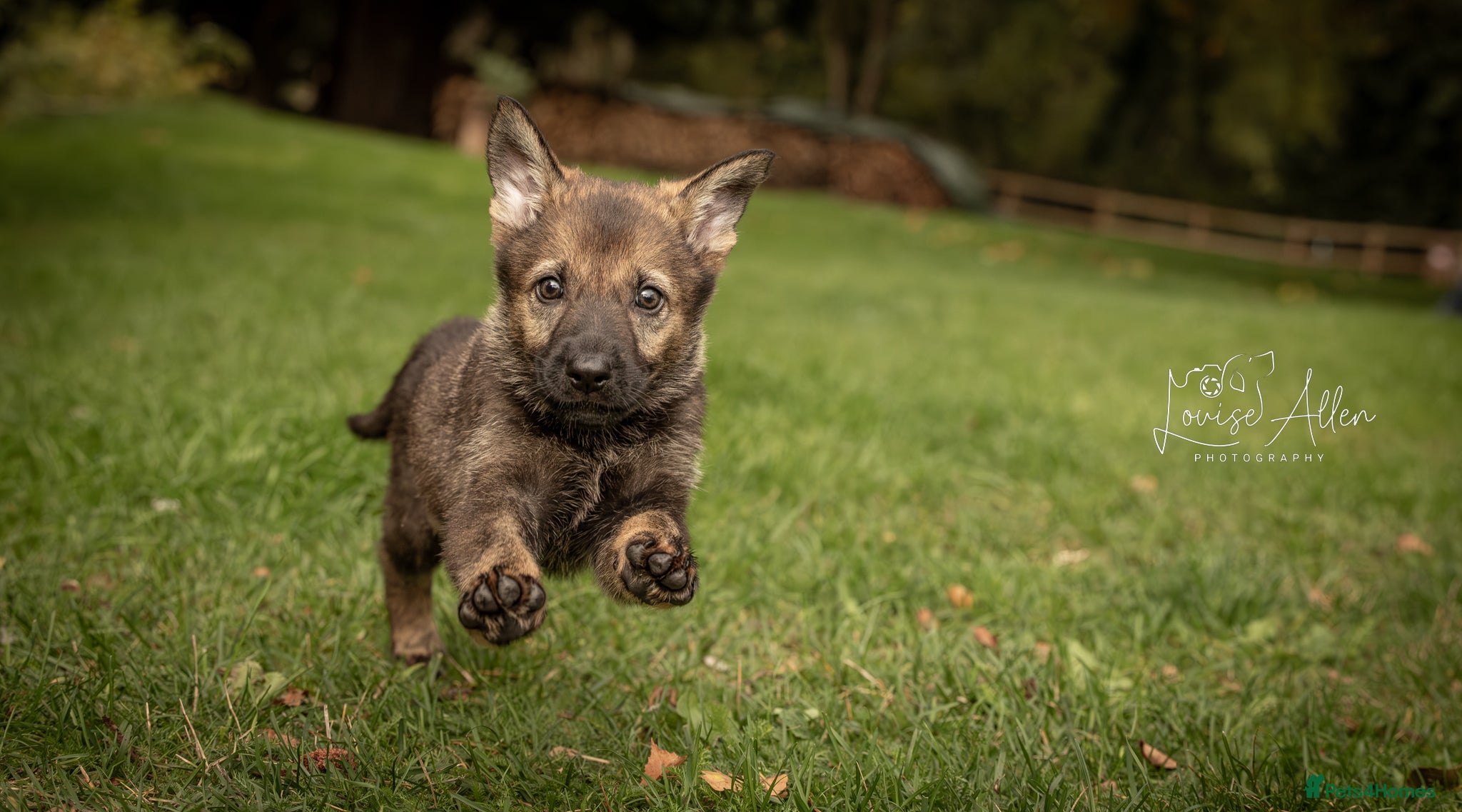 German Shepherd dogs Lovely German Shepherd Bitch Pup - Advert 2