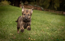 German Shepherd dogs for sale: Lovely German Shepherd Bitch Pup - Image 1