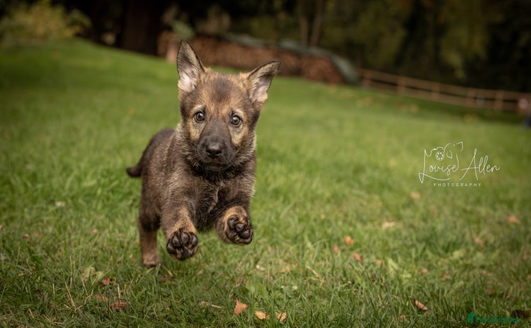 German Shepherd dogs - Advert 3