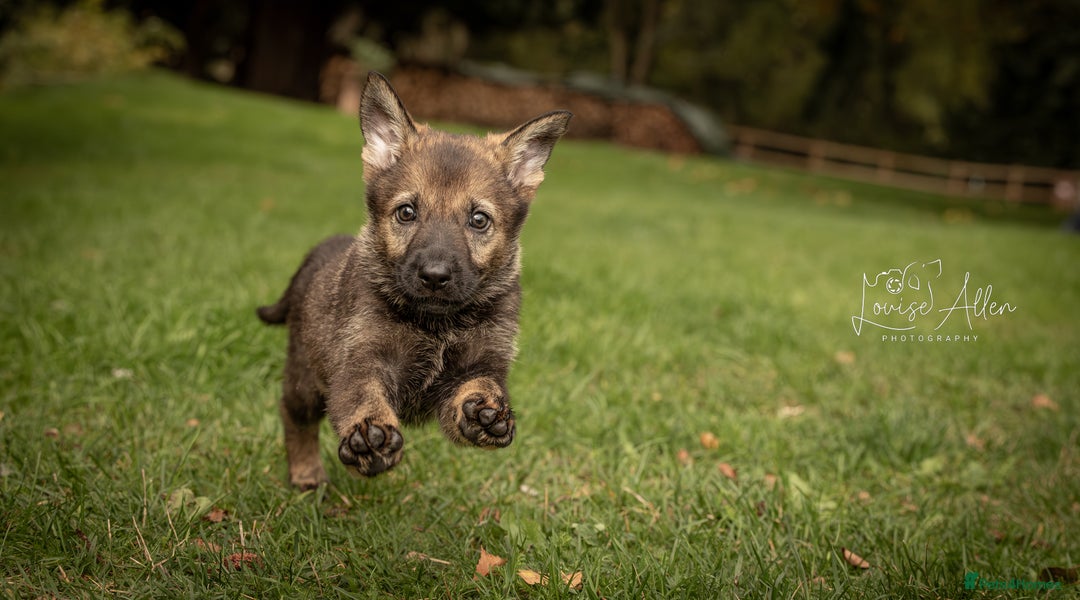 German Shepherd dogs for sale: Lovely German Shepherd Bitch Pup - Image 1