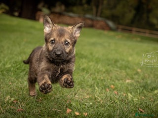 German Shepherd dogs - Advert 2