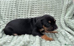 Mixed Breed dogs for sale: French Bulldog x Springer Spaniel pups ready 15Oct - Image 17