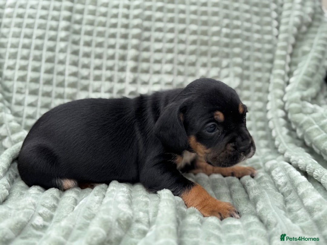 Mixed Breed dogs for sale: French Bulldog x Springer Spaniel pups ready 15Oct - Image 17