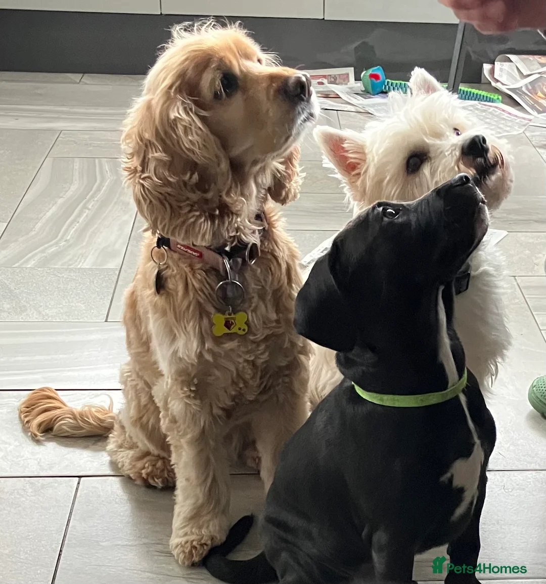 Mixed Breed dogs for sale: Cockapoo/Staffie - Advert 2