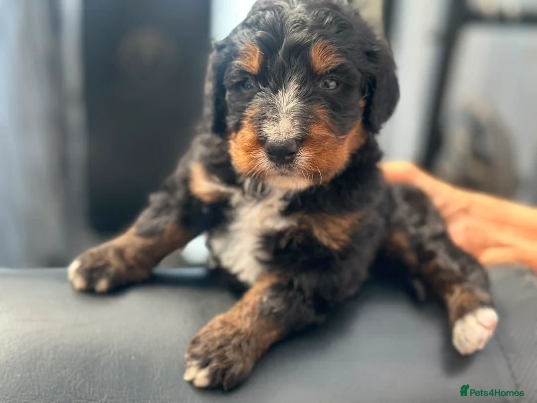 Bernedoodle dogs for sale: standard F1 Bernadoodles  - Advert 13