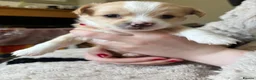 Chihuahua dogs for sale: Chihuahua Puppies For Sale! - Advert 5