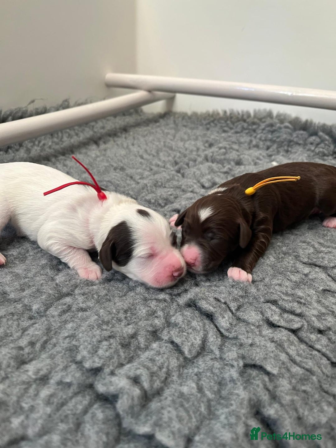 Mixed Breed dogs for sale: Mega Coated Schnockerpoo puppies - Image 13