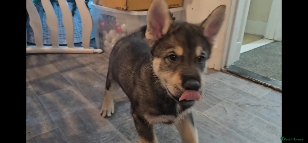 Utonagan dogs for sale: German Shep x Malamute x Husky Puppies - Advert 29