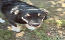 Mixed Breed dogs for adoption: GIZMO - a Lovely young boy for a Loving Home - Image 14