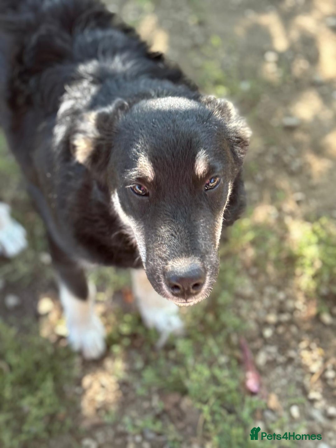 Mixed Breed dogs for adoption: GIZMO - a Lovely young boy for a Loving Home - Image 14