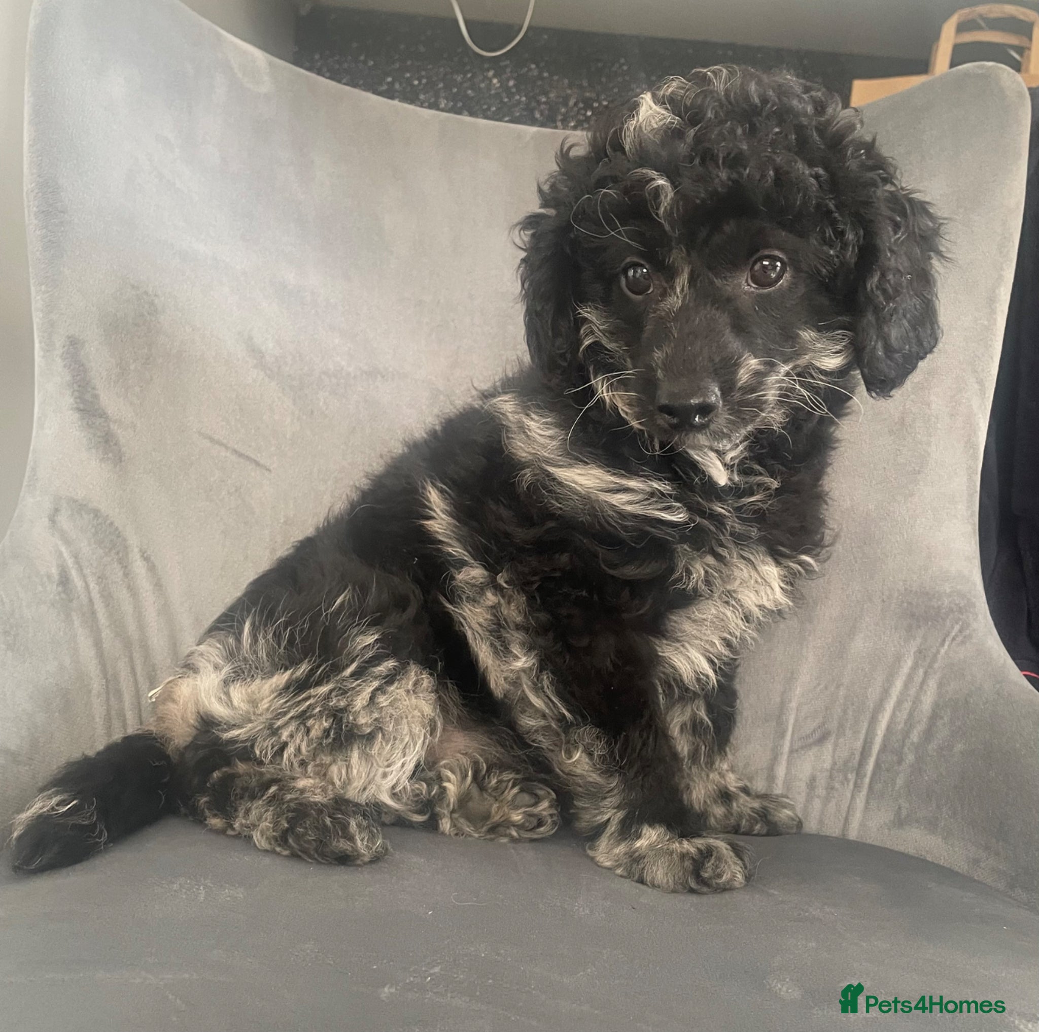 Jackapoo dogs Stunning marbled jackapoo puppy  - Advert 14