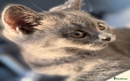 British Shorthair cats for sale: British Shorthair Male Kitten Grey - Image 3