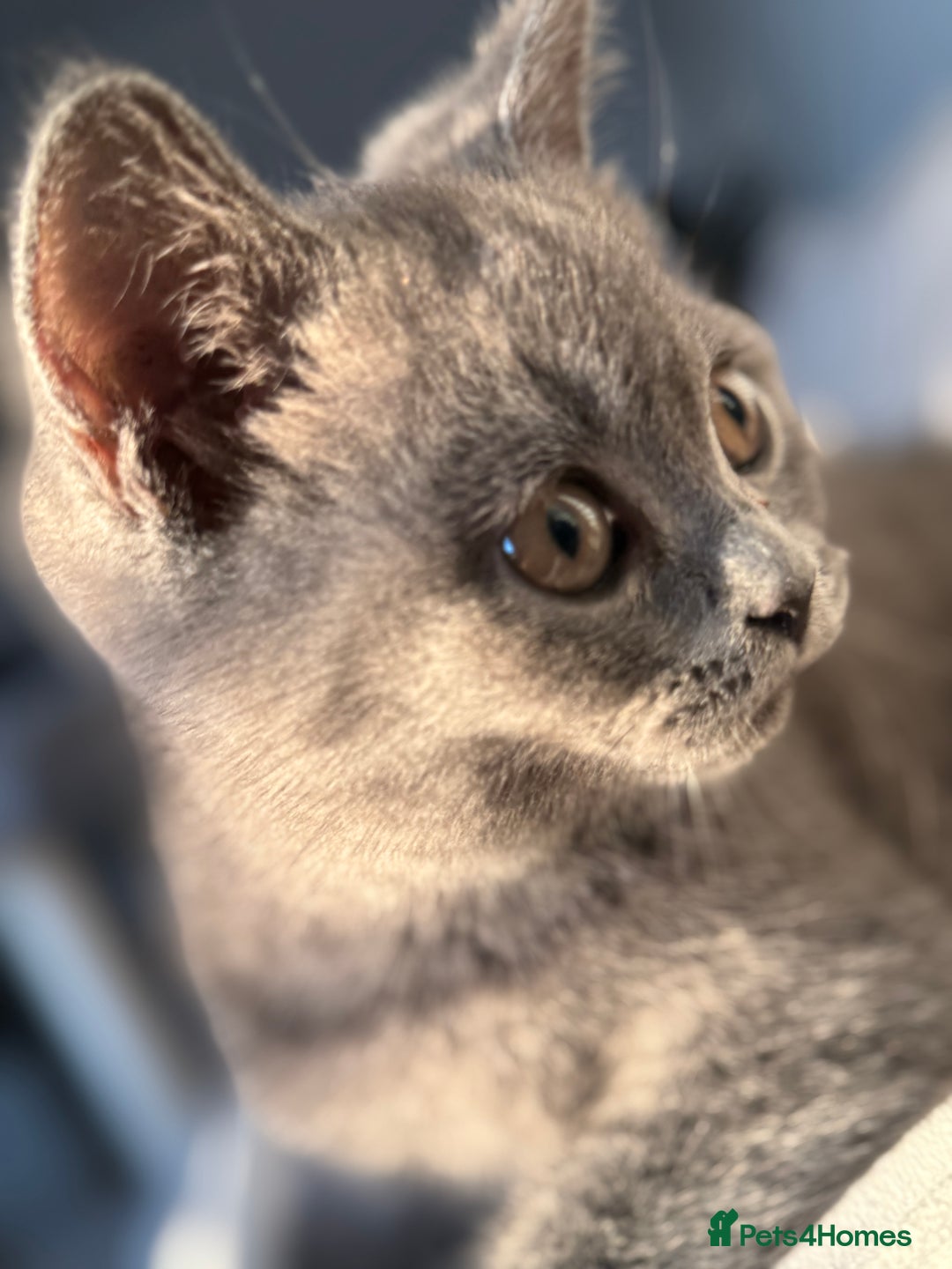 British Shorthair cats for sale: British Shorthair Male Kitten Grey - Image 3
