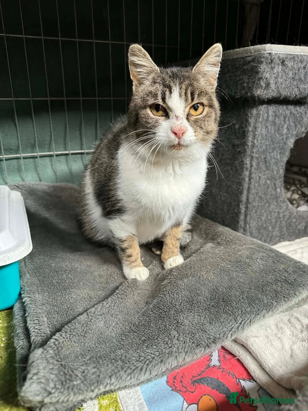 Mixed Breed cats for adoption: Jojo - Norwich Norfolk  - Advert 2