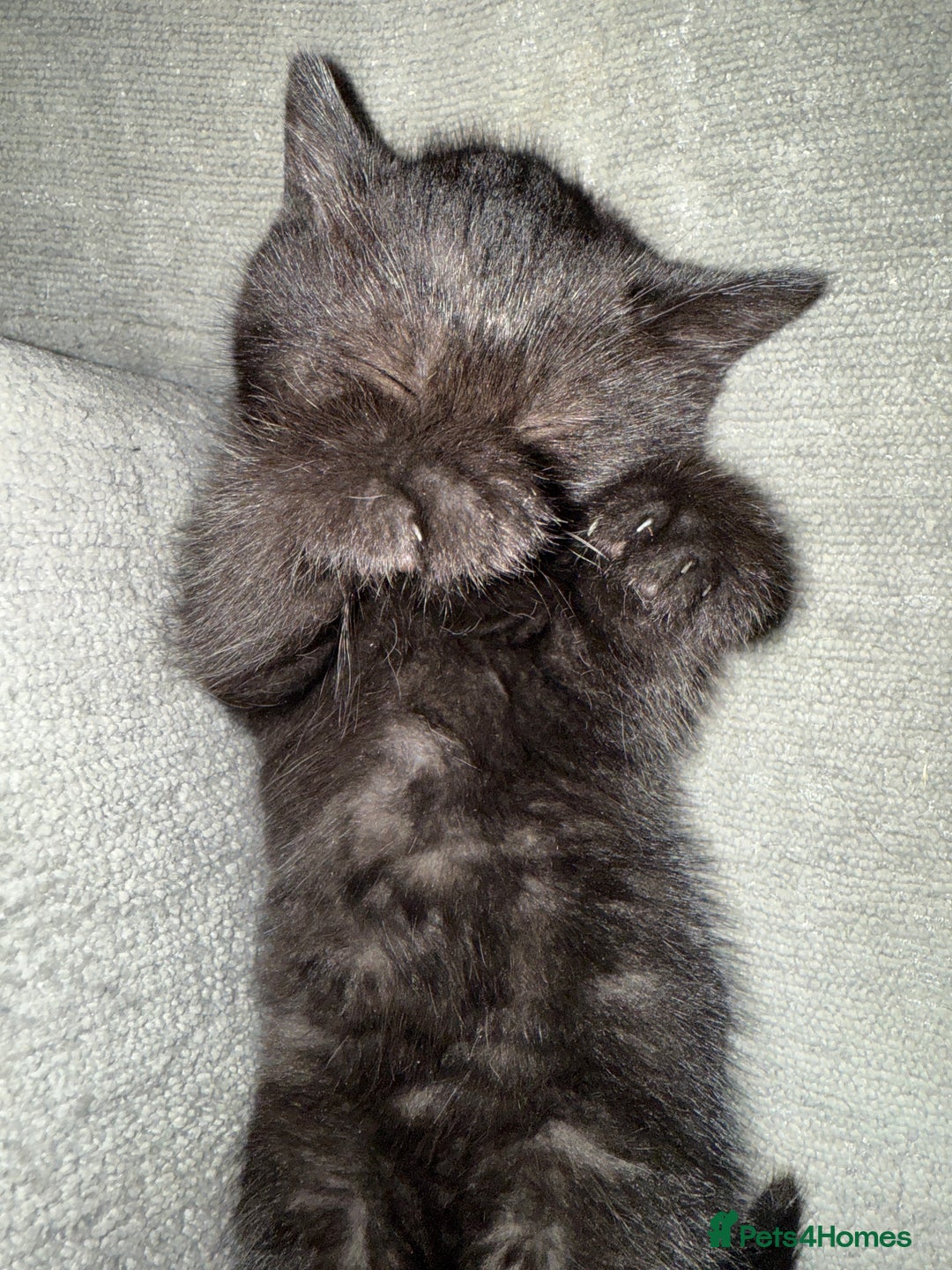 Mixed Breed cats for sale: 3 beautiful kittens  - Image 9