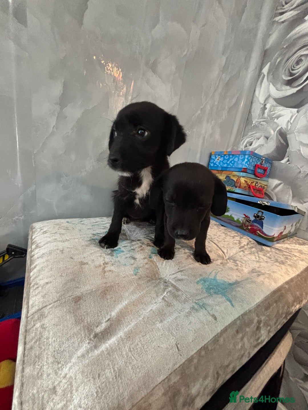 Patterjack dogs for sale: 4 lovely patterjacks  - Image 16